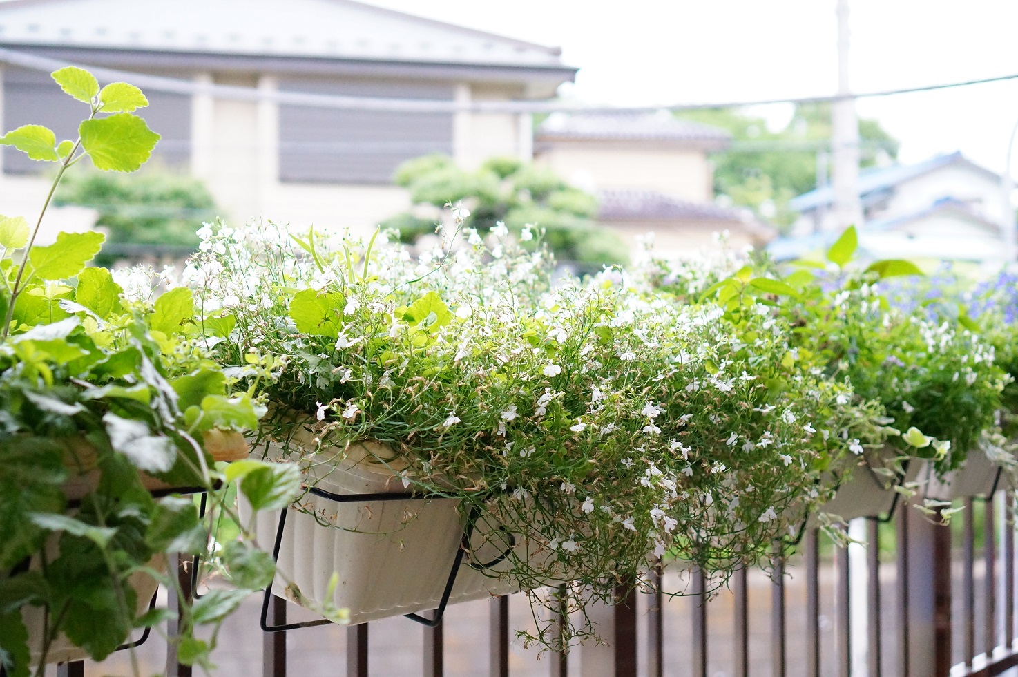 バルコニーの花 Hair Design Harp 東戸塚美容院ハープ